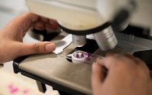 Microscope slide_histopathology (2).jpg
