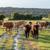 Image of College publishes position statement on animal health and antimicrobial resistance