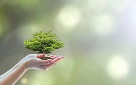IKEA_Sustainability_Forestry.jpg