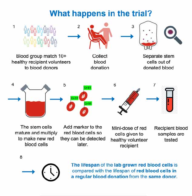 A flowchart showing the methodology used in the RESTORE trial