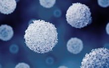 Immunology (Lymphocytes).jpg