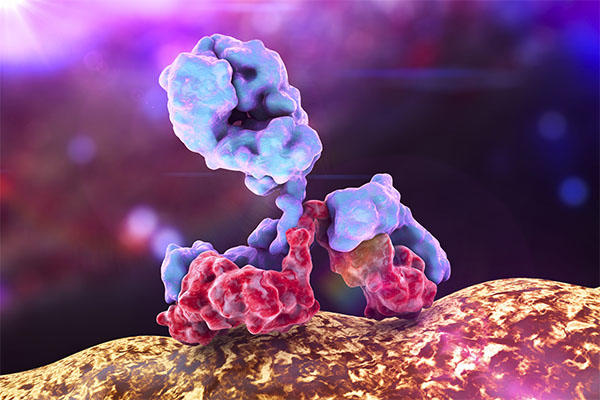 An illustration of a immunoglobulin.