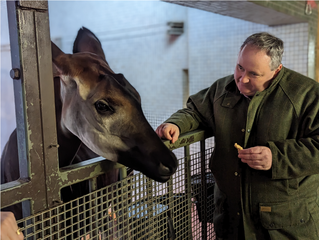 College President Professor Mike Osborn meeting an okapi during his visit to London Zoo