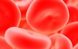 blood_cells_haematology_340x305px.jpg