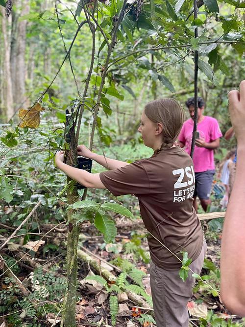 A ZSL employee tending to Partula snails on a tree.