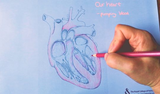 Time lapse: Inside the heart art resource