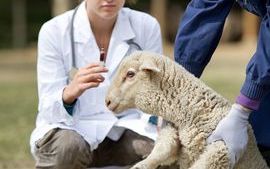 veterinarypathology_sm.jpg