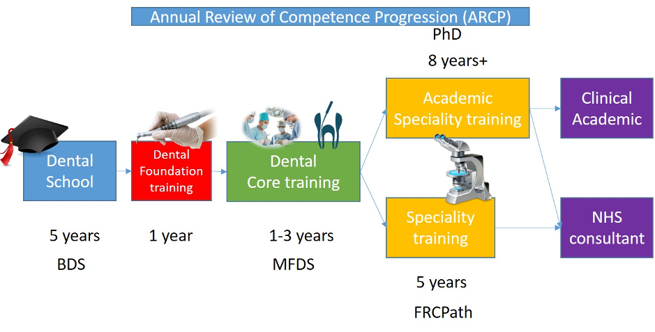 Overview of specialty oral and maxillofacial pathology training from undergraduate to consultant accreditation.  BDS: Bachelor of Dental Surgery; MFDS: Member of the Faculty of Dental Surgery of one o