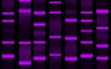 dna strands.jpg
