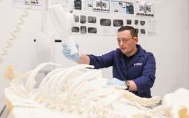 Vet path animal skeleton 7.jpg