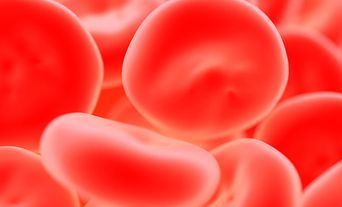 blood_cells_haematology_785x400px.jpg