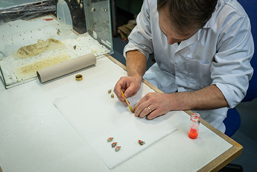 A researcher examining Partula snails.