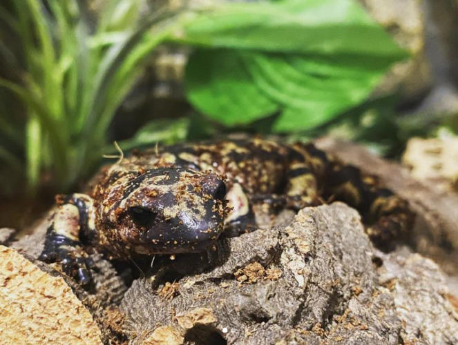 Cutest pet – Instagram winner - Sydney the Portuguese fire salamander - Emily Carpenter.jpg