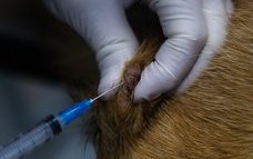 Veterinary pathology (clinical).jpg