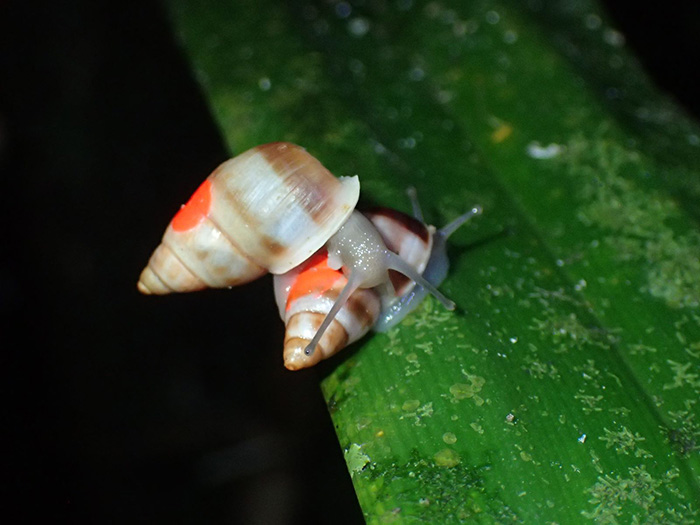 A Partula snail is sitting on a green leaf.
