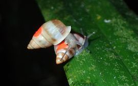 Partula snails.jpg