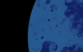 RCPathAA 2026 Banner 2.png