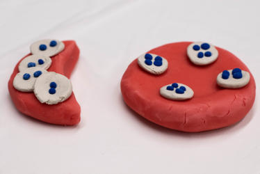 Red blood cell model