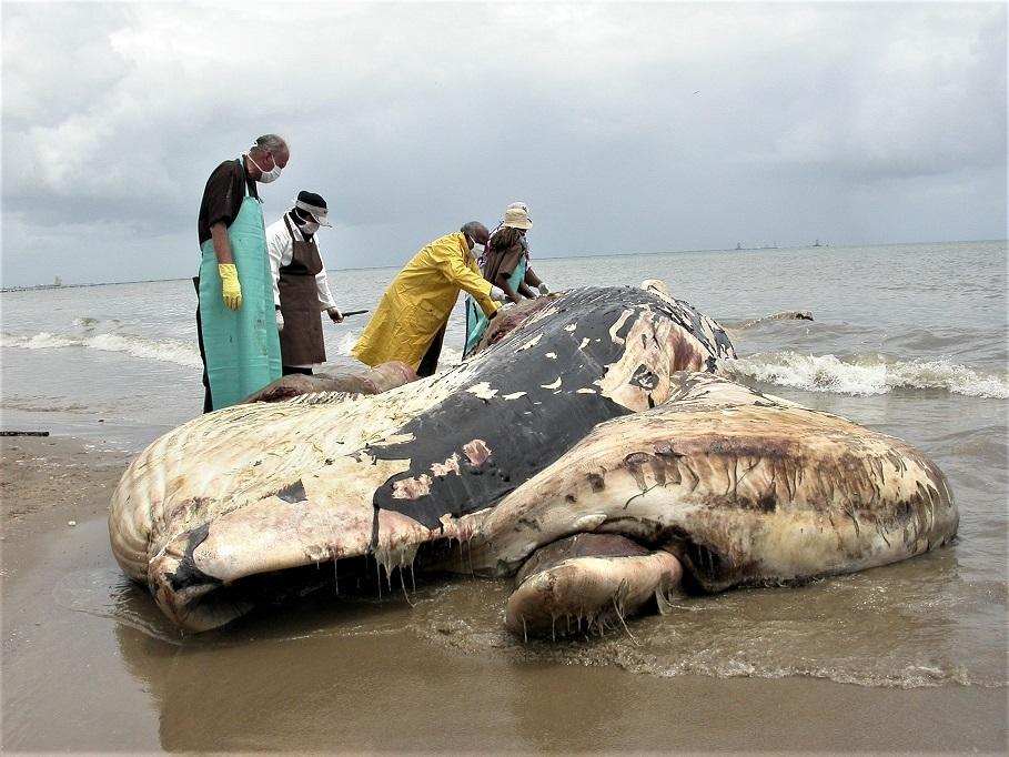 Figure 2. Post-mortem examination of a beached Bryde's whale (Balaenoptera brydei). The tide is approaching, bad weather looms, the carcass is decomposing and the team members are tiring.