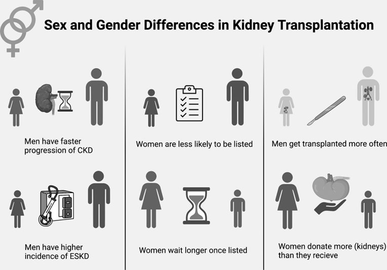 Summary of sex and gender differences in kidney transplantation.