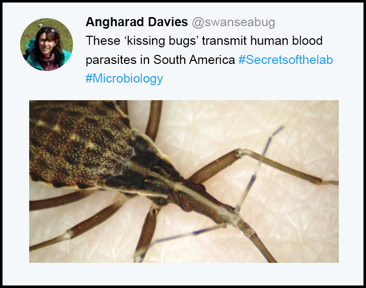 Angharad Davies tweet example.png