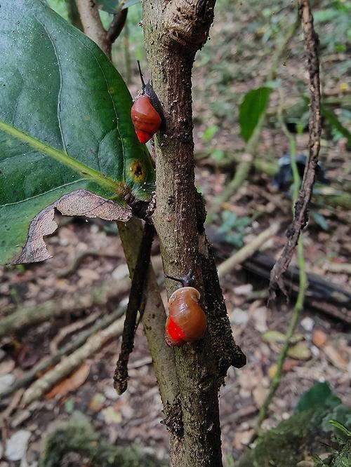 Two partula snails on a narrow tree branch, moving upwards.