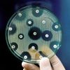 Image of NAO report highlights limited success by Government in meeting 5 year plan to tackle AMR 