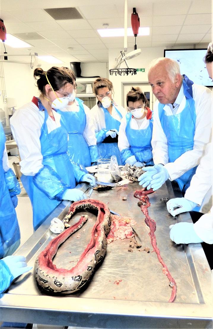 Figure 1. Veterinary students learn forensic post-mortem techniques from Professor Cooper, in this case on a captive Boa constrictor that was found dead under strange circumstances.