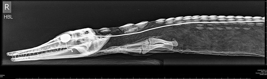 Figure 3. A radiograph of a mounted Nile crocodile (Crocodylus niloticus) reveals some of the materials used in its preparation and may thereby permit identification of the taxidermist.