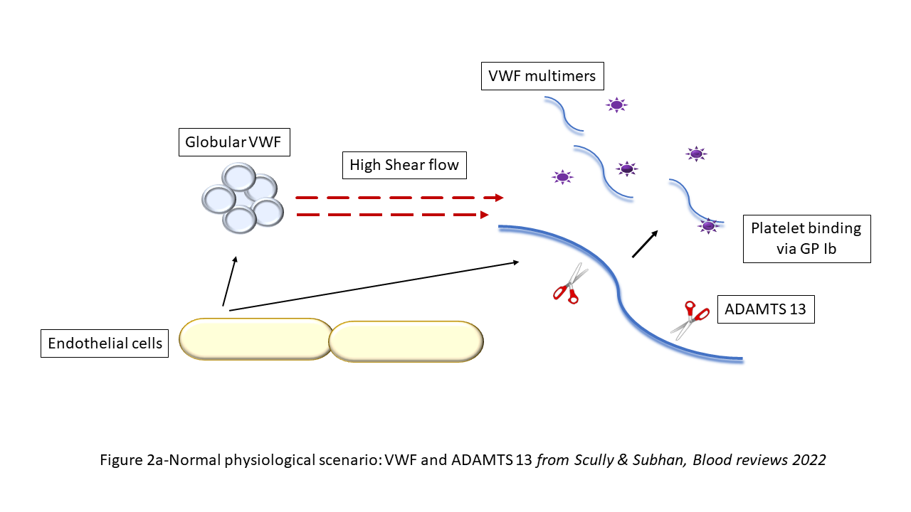 Figure 2a. Normal physiological scenario: VWF and ADAMTS 13