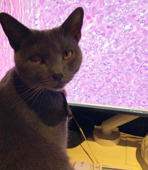 Pet portrait competiton - Jenny - a feline pathologist.jpg