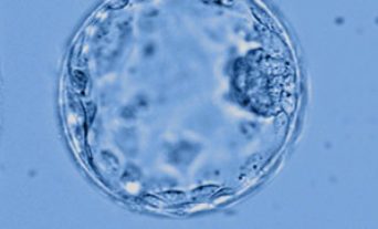 img-specialty-clinical-embryology.jpg