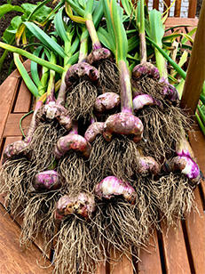 bumper garlic.jpg