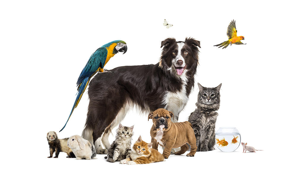 Pet portrait competition - group-pets-posing-around-border-collie-dog-cat-ferret-rabbit-bird-fish-rodent.jpg